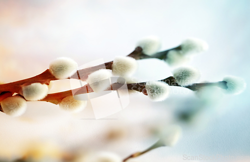 Image of close up of pussy willow branches on white