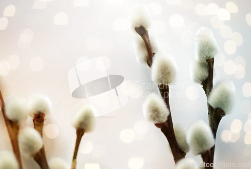 Image of close up of pussy willow branches on white