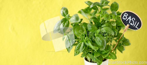 Image of close up of basil herb with name on tag in pot