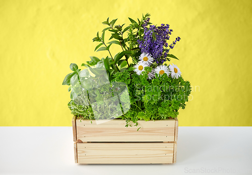 Image of green herbs and flowers in wooden box on table