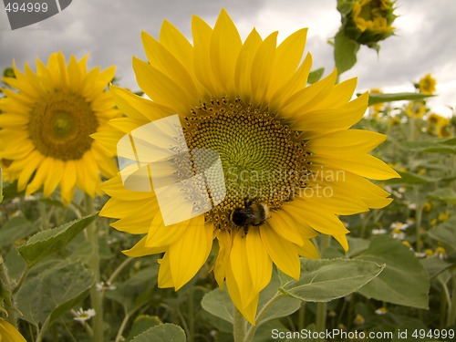 Image of Sunflower