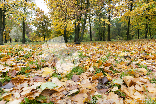 Image of yellowed maple trees in autumn