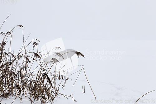 Image of Dry plants in winter