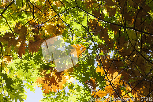 Image of orange autumn oak