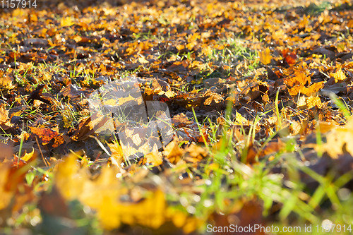Image of fallen maple leaves