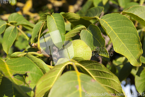 Image of walnut green