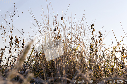 Image of grass in the frost
