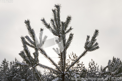 Image of Snow drifts in winter