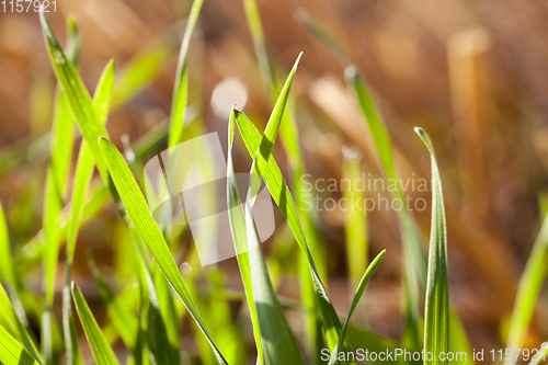 Image of green sprout grass