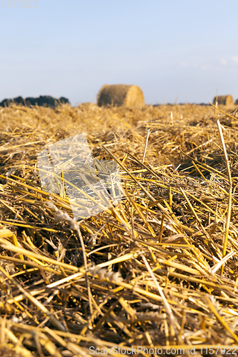 Image of straw harvesting