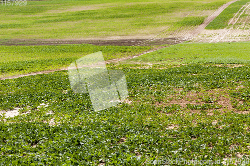 Image of green field