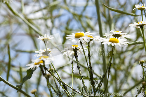 Image of black aphids