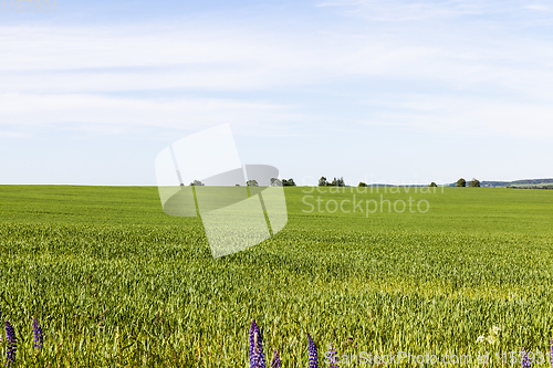 Image of field with green cereals