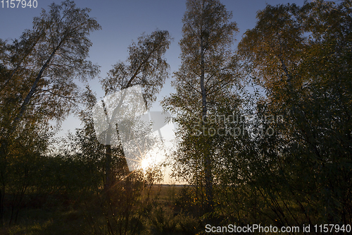 Image of several trees