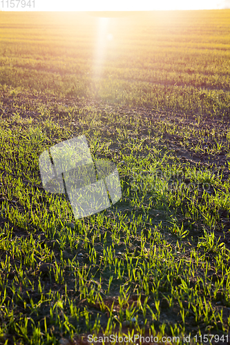 Image of green grass