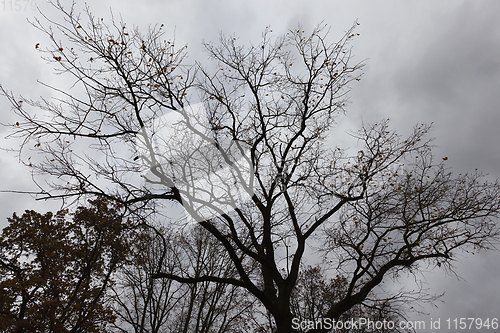 Image of high oak tree