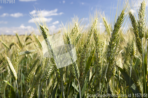 Image of green wheat