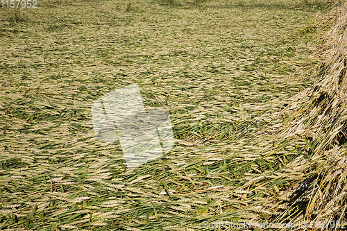 Image of wheat field