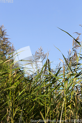 Image of green corn