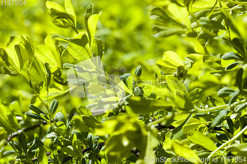 Image of floral background