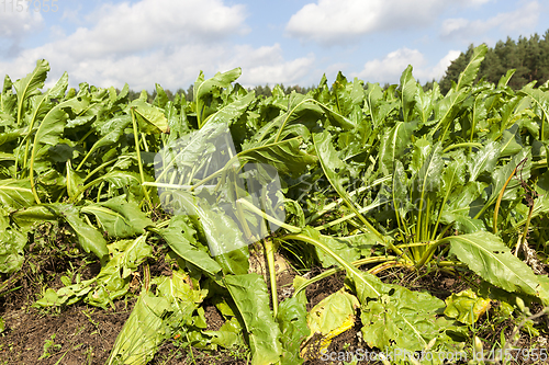 Image of beetroot leaf
