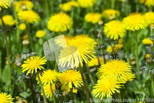 Image of dandelion flower