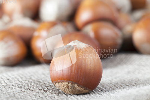 Image of hazelnut shell