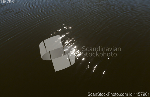 Image of muddy water of the swamp