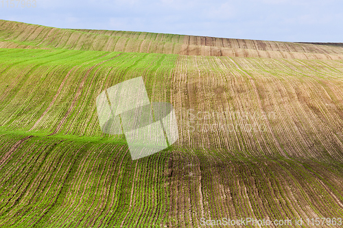 Image of field wheat