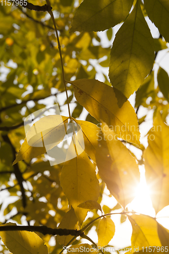 Image of poplar autumn