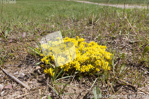 Image of medical St. John\'s wort