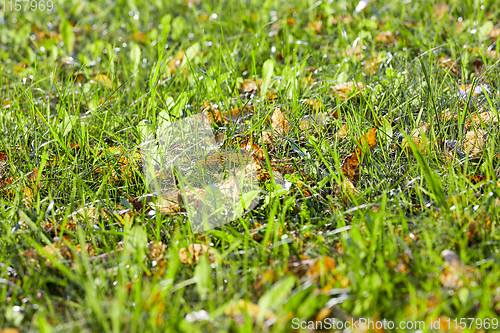 Image of autumn leaf