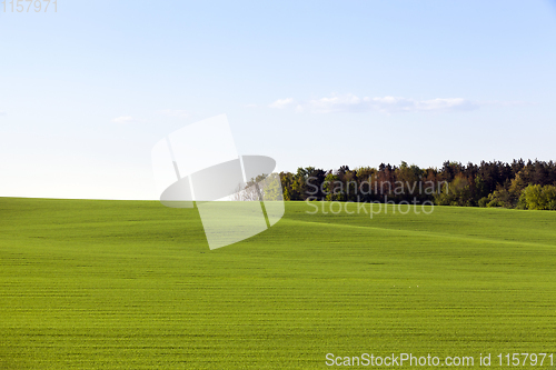 Image of green field