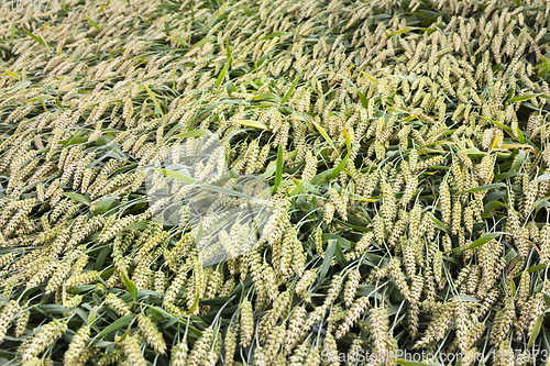 Image of green wheat ears