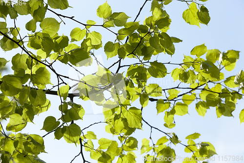 Image of fresh green linden