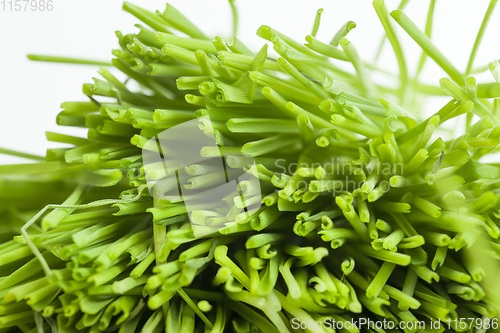 Image of cut green grass