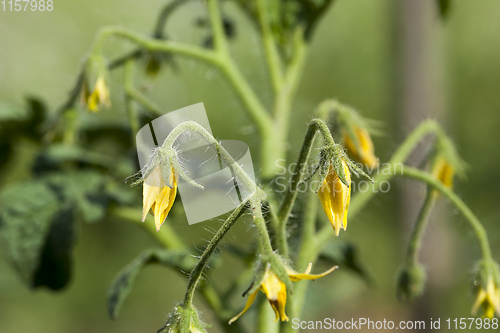 Image of tomato flowers