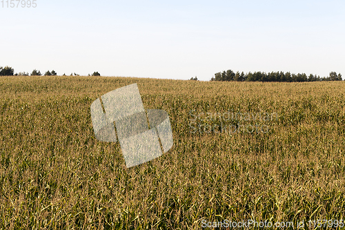Image of corn landscape