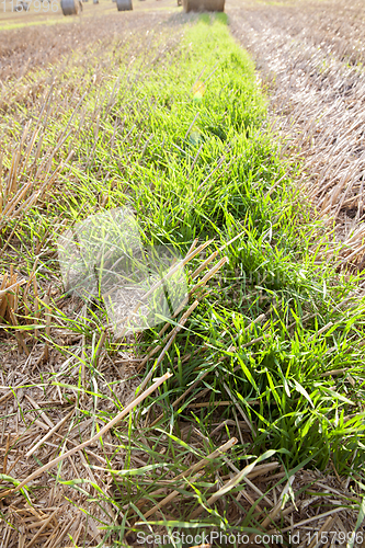 Image of germinated wheat grain