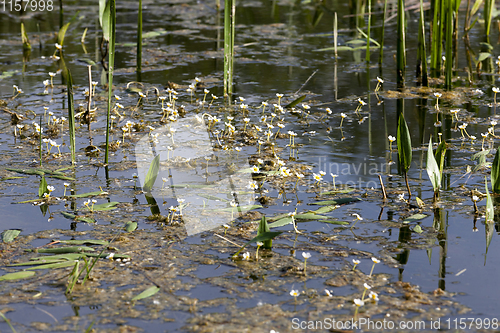 Image of water the bogs