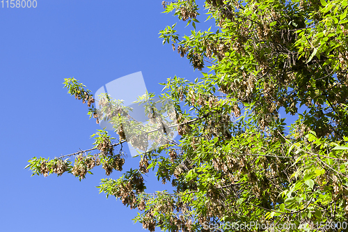 Image of young ash foliage