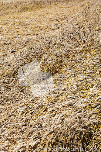 Image of new crop of cereals