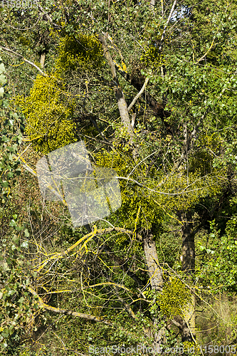 Image of mistletoe w ite parasite