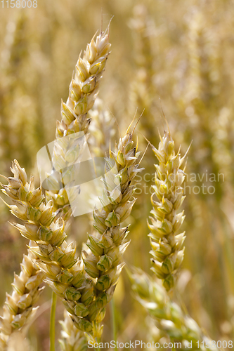 Image of ears of wheat