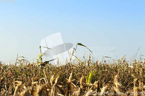 Image of few corn stalks