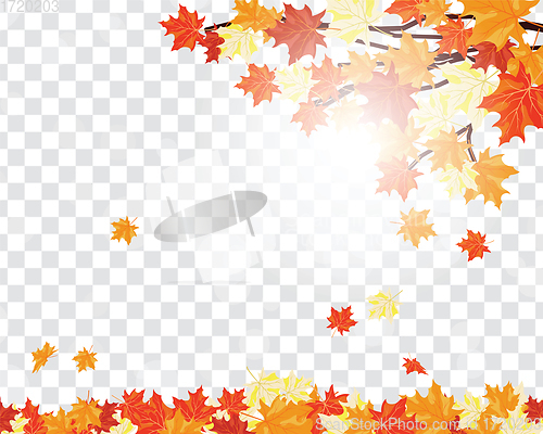 Image of Maple leaves on transparency grid