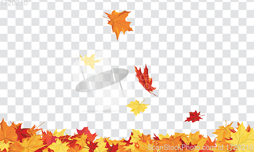 Image of Maple leaves on transparency grid