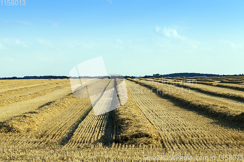 Image of after harvesting grain