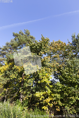 Image of trees autumn
