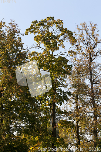 Image of deciduous trees